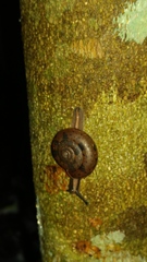 Everettia