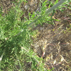 Hymenopappus flavescens