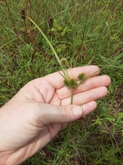 Cyperus retrorsus