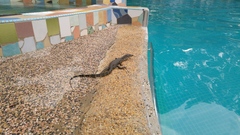 Varanus salvator macromaculatus