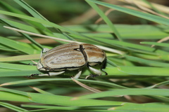 Sphenophorus aequalis