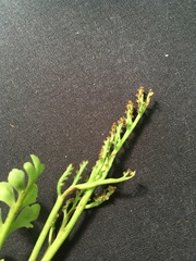 Botrychium matricariifolium