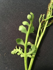 Botrychium matricariifolium