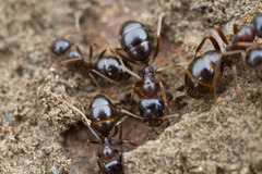 Formica subpolita