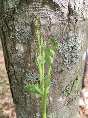 Botrychium matricariifolium