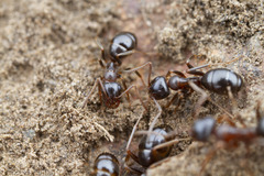 Formica subpolita