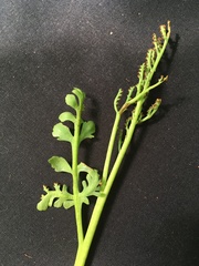 Botrychium matricariifolium