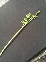 Botrychium matricariifolium