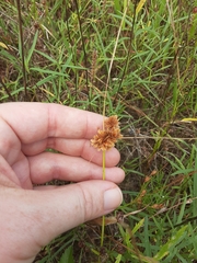Cyperus pseudovegetus