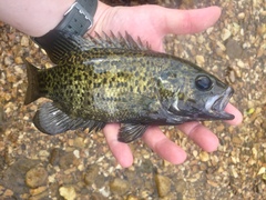 Ambloplites constellatus