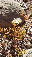 Lewisia triphylla