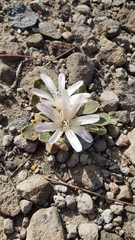 Lewisia kelloggii