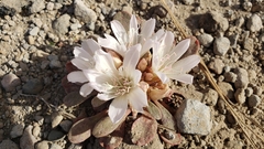 Lewisia kelloggii