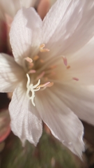 Lewisia kelloggii