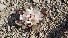 Lewisia kelloggii