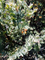 Arctostaphylos hooveri