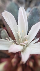 Lewisia kelloggii