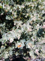 Arctostaphylos hooveri