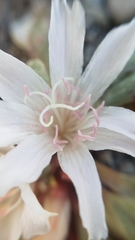 Lewisia kelloggii