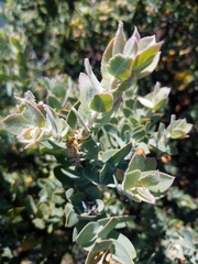 Arctostaphylos hooveri