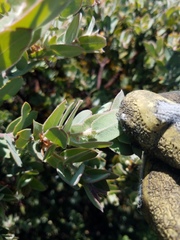 Arctostaphylos hooveri