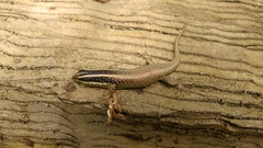 Dasia vittata
