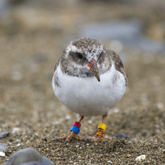 Thinornis novaeseelandiae