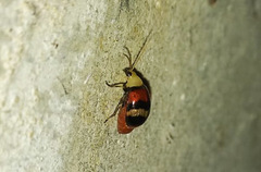 Monolepta orientalis