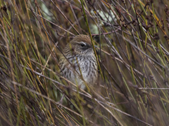 Poodytes punctatus vealeae