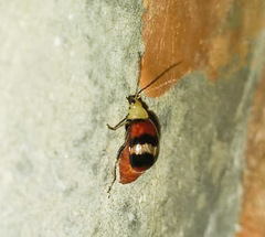Monolepta orientalis