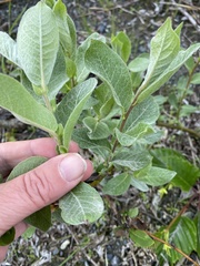Salix commutata
