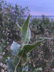 Salix cordata