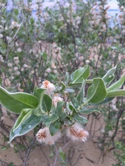 Salix cordata
