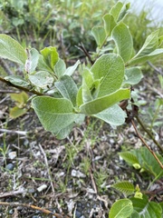 Salix commutata