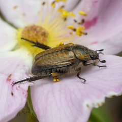 Strigoderma arbicola