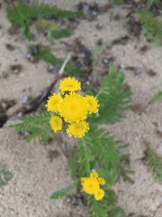 Tanacetum bipinnatum