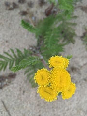 Tanacetum bipinnatum