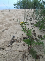 Tanacetum bipinnatum