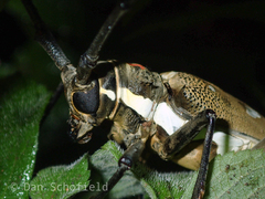 Batocera