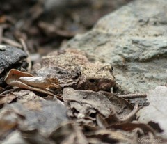 Engystomops pustulatus