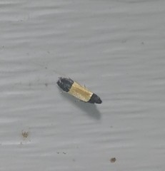Anacampsis coverdalella
