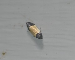 Anacampsis coverdalella