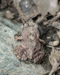 Engystomops pustulatus