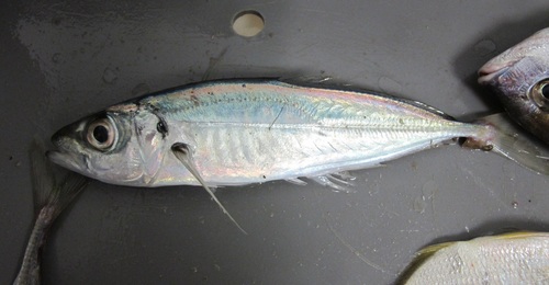 Atlantic Horse Mackerel