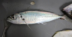 Horse Mackerel photo 5