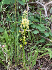 Melanthieae