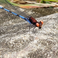 Argia oenea