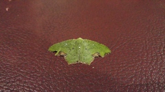 Dooabia puncticostata