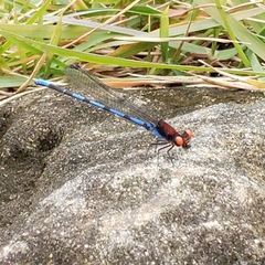 Argia oenea