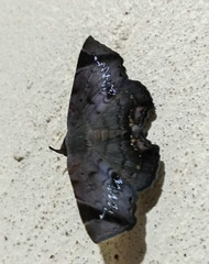 Mecodina